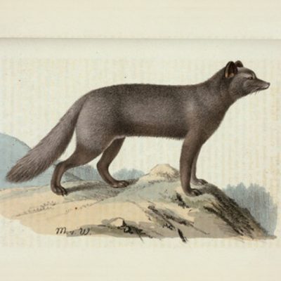 fox